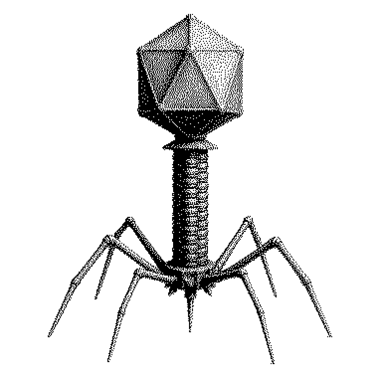 Schematischer Ablauf des lytischen Zyklus: Phage dockt an Bakterium an, injiziert Erbgut, Bakterium produziert neue Phagen, Zelle platzt und setzt Phagen frei.