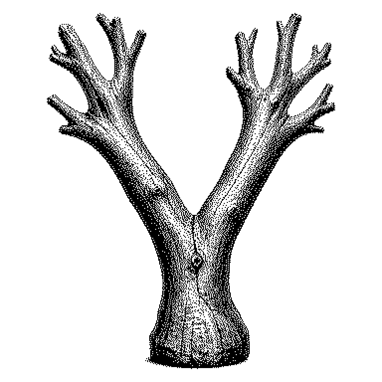 Schema einer Weggabelung: eine gemeinsame Entwicklungslinie eines Softwareprojekts, die sich am Punkt des Forks in zwei getrennte Linien teilt, die sich mit weiteren Änderungen voneinander entfernen.