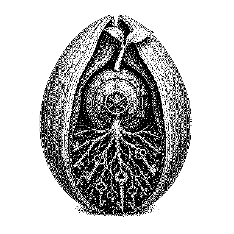 Seed (Kryptografie)